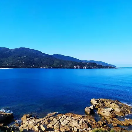 Narval Gris * Calcatoggio (Corsica)