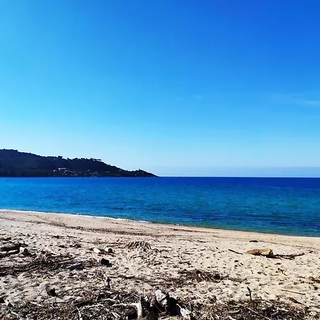 Narval Gris * Calcatoggio (Corsica)